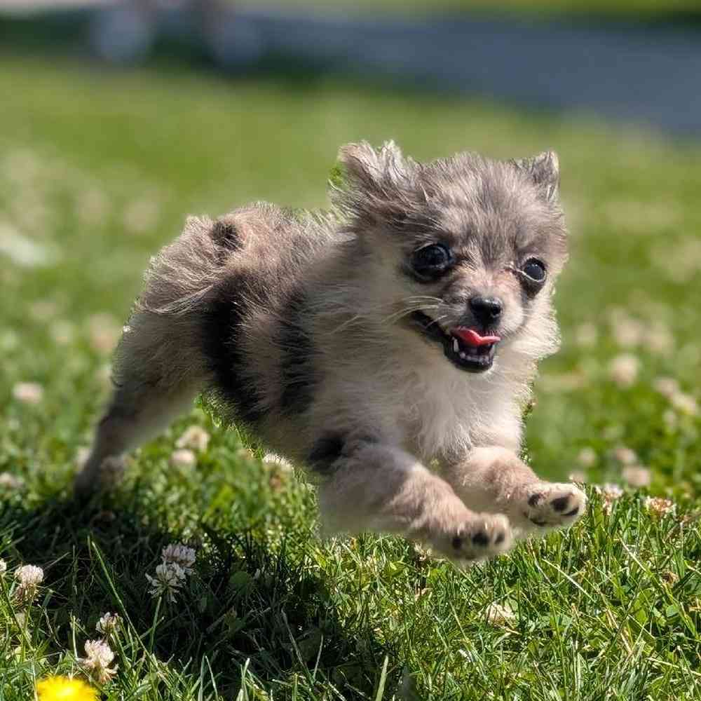 carousel pet images