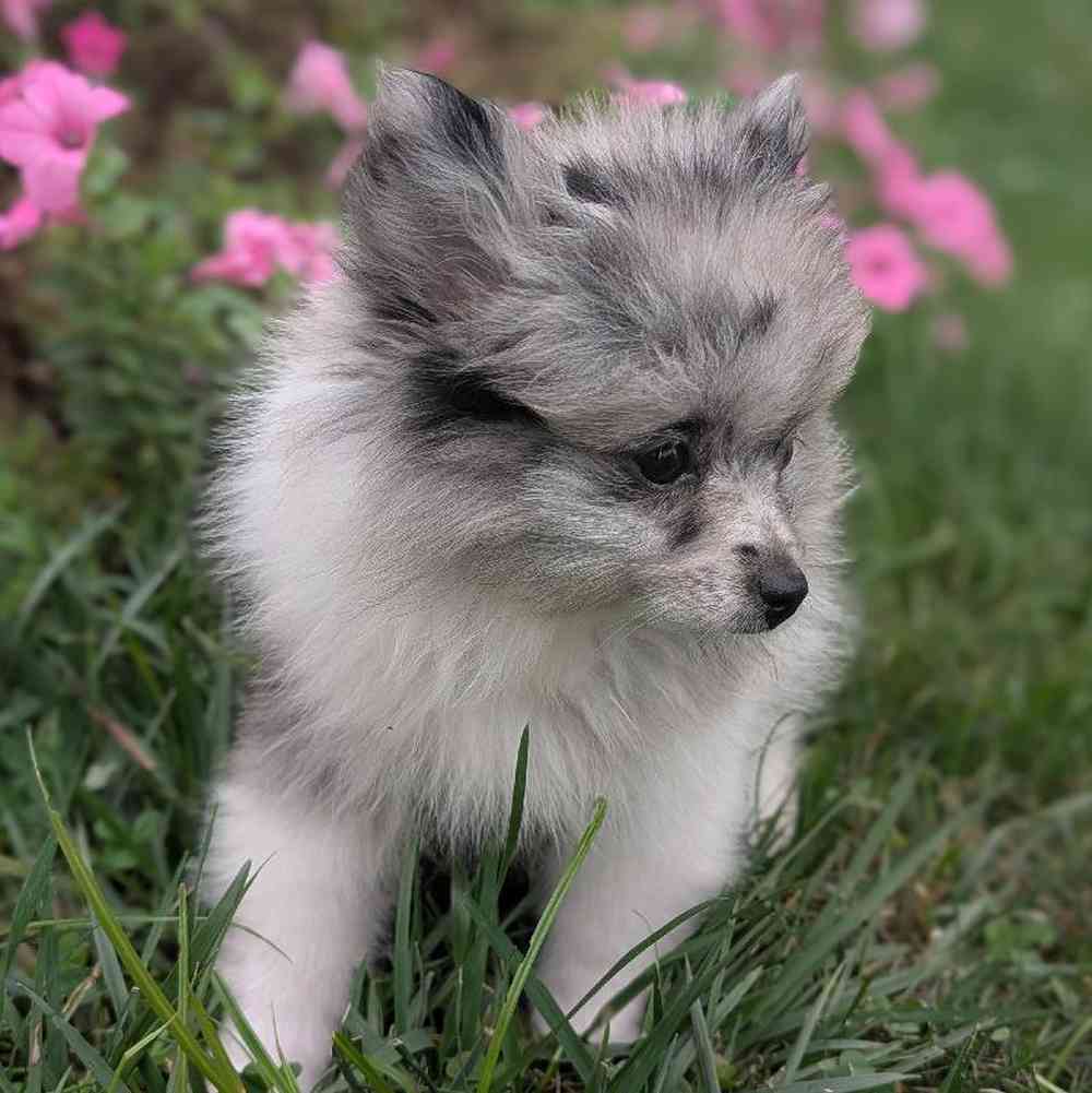 carousel pet images