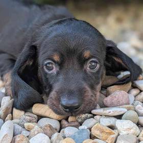 Mini Dachshund