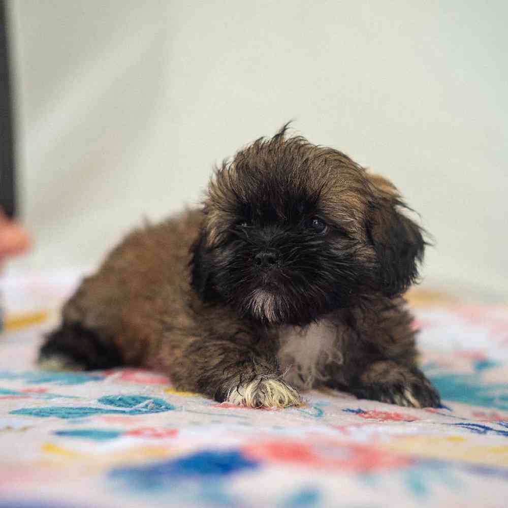 carousel pet images