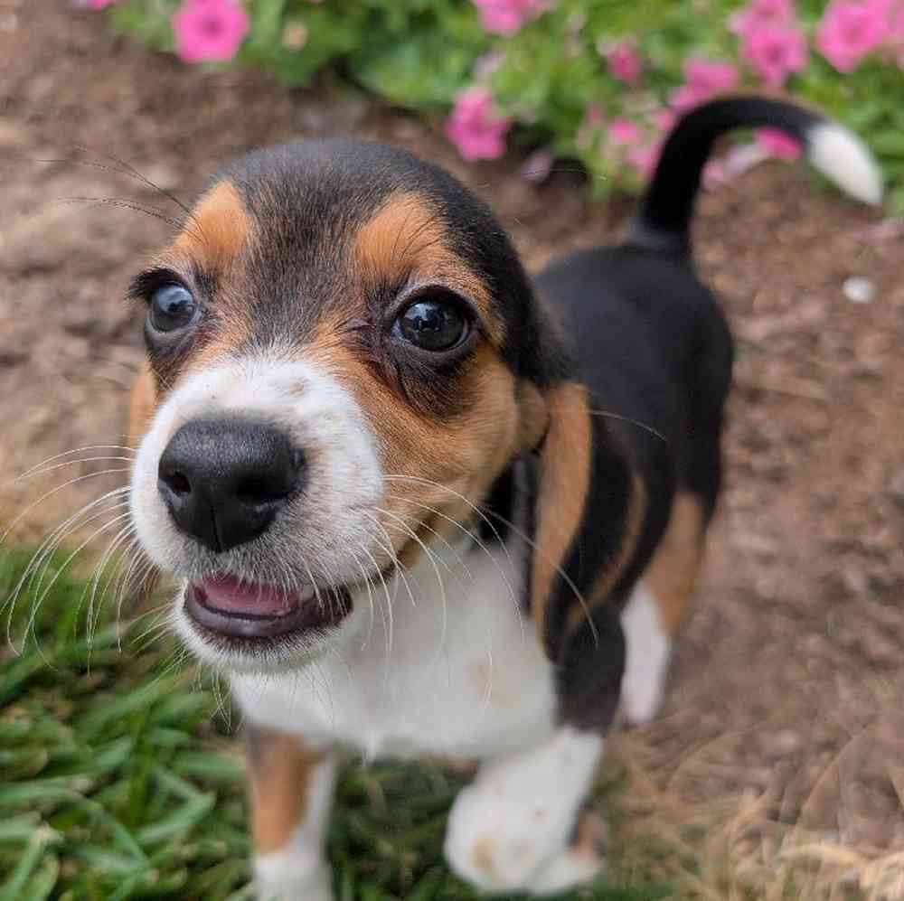 carousel pet images