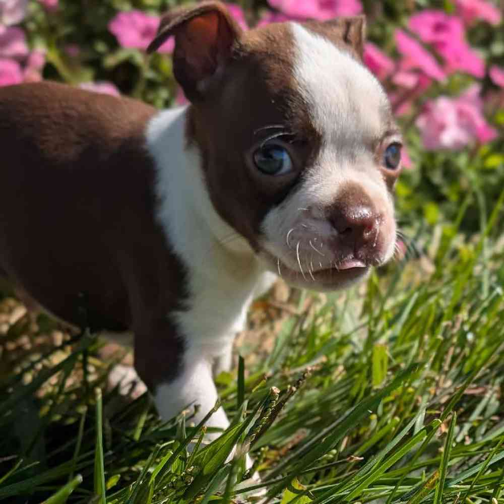 carousel pet images