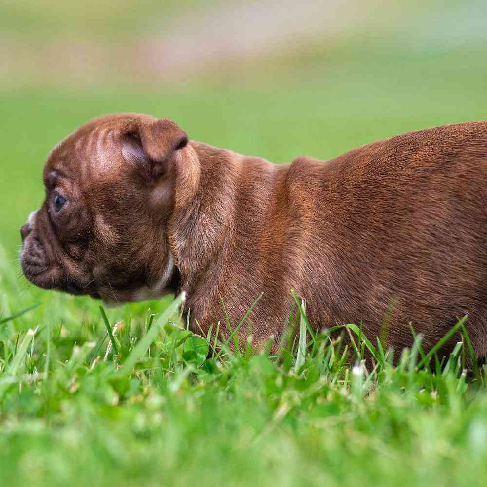 carousel pet images