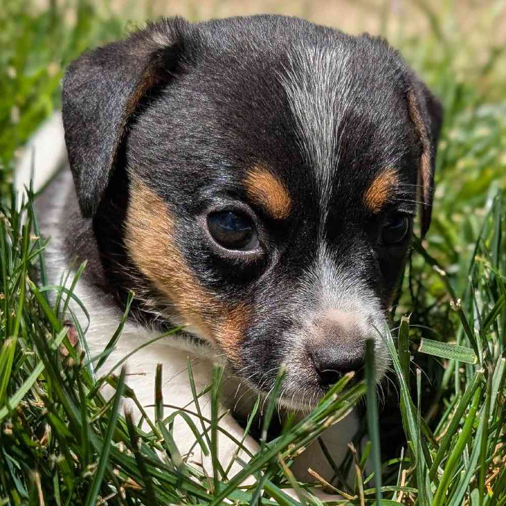 carousel pet images