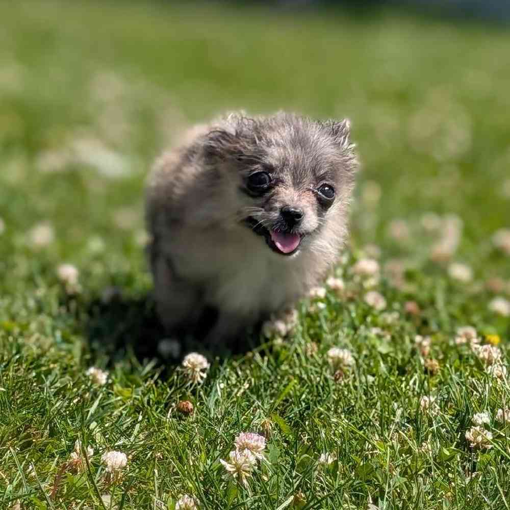 carousel pet images