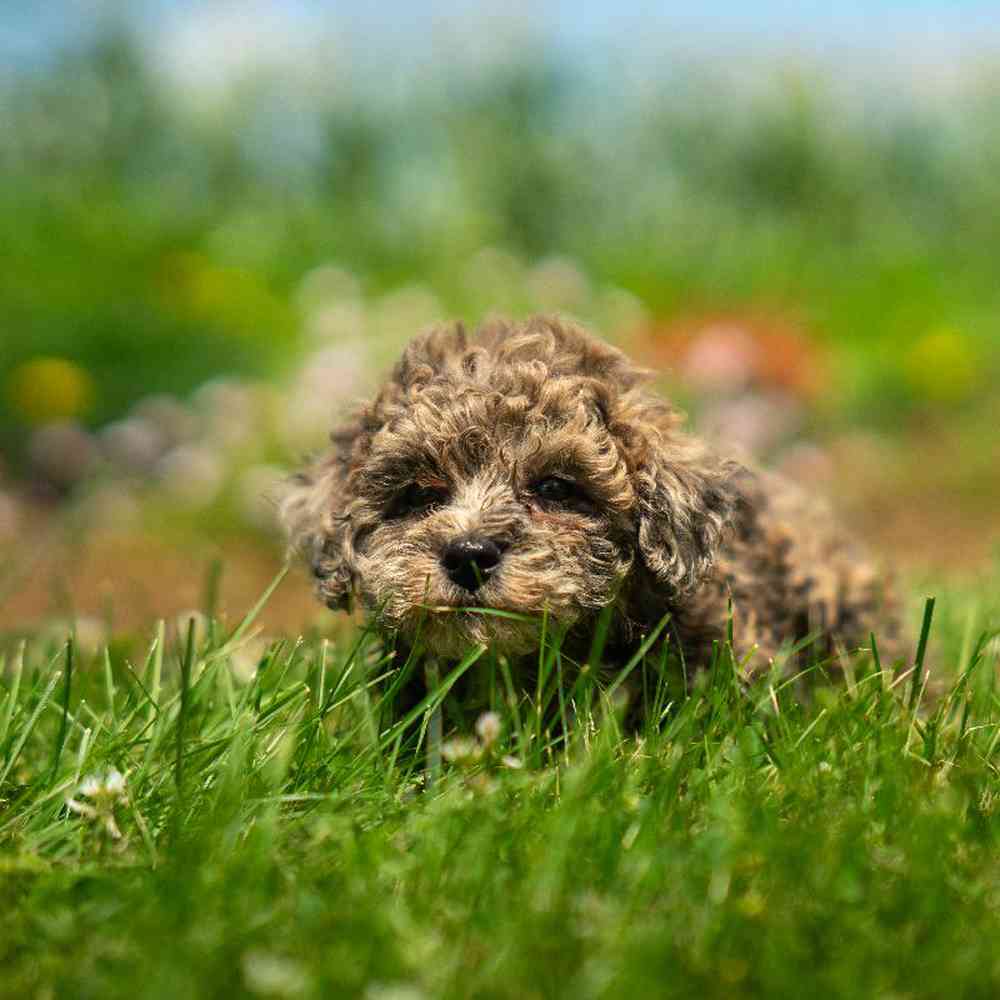 carousel pet images