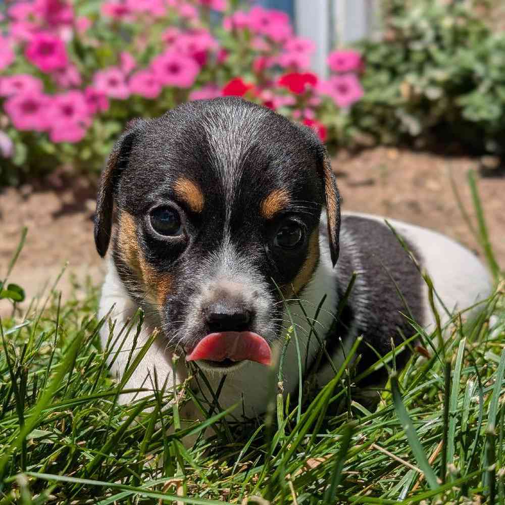 carousel pet images