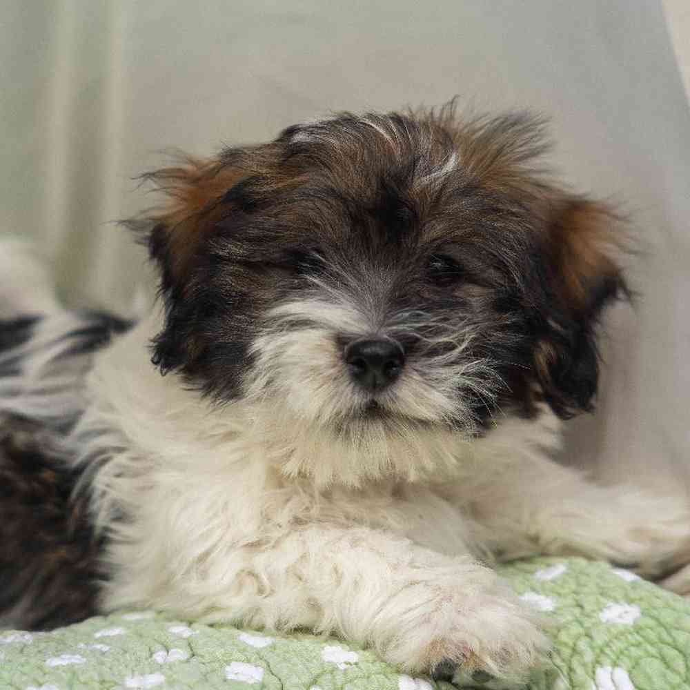 Image of a pet breed in the gallery