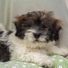 Havanese