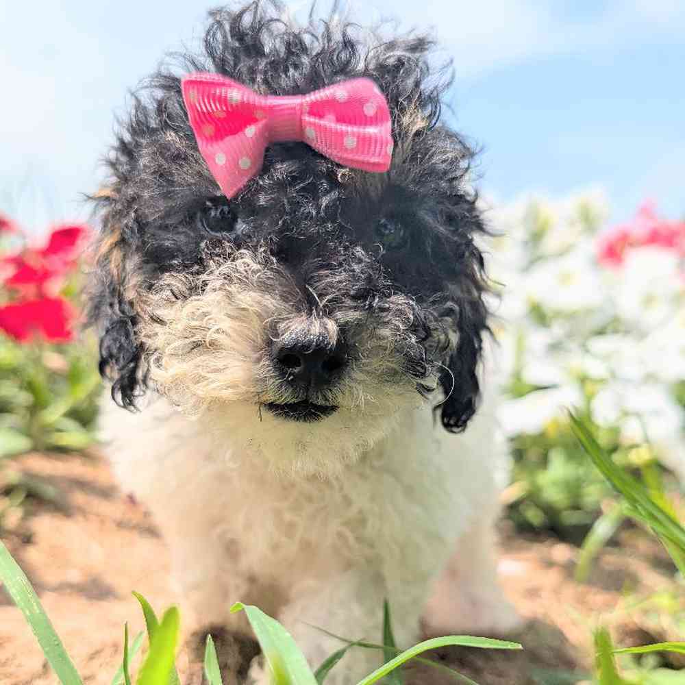 pet-img