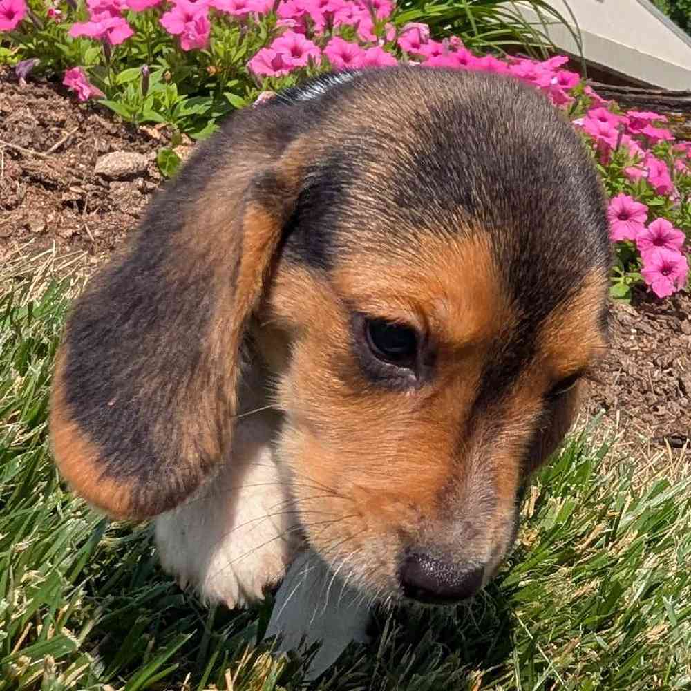 carousel pet images