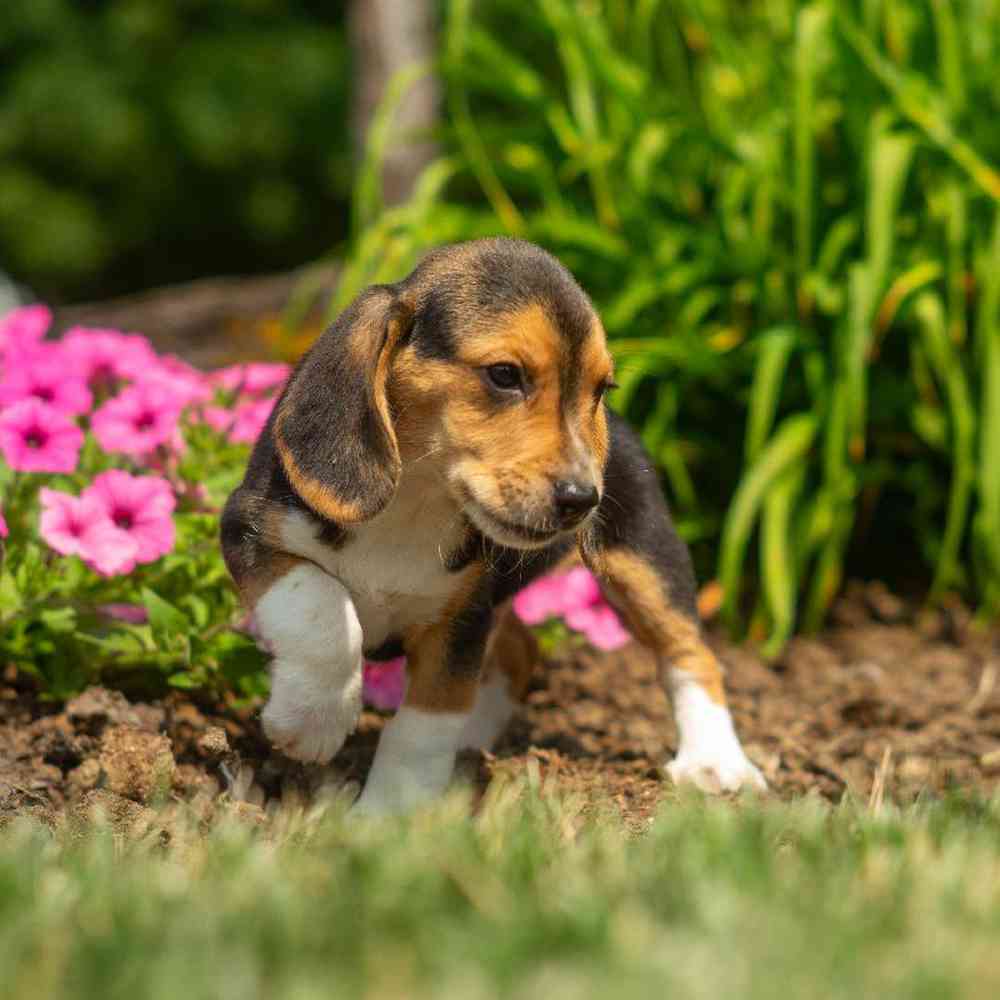 carousel pet images