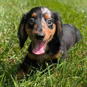 Mini Dachshund