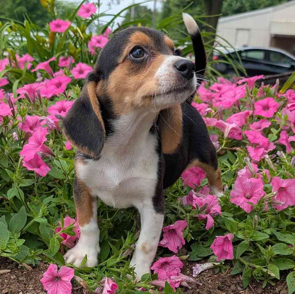 carousel pet images