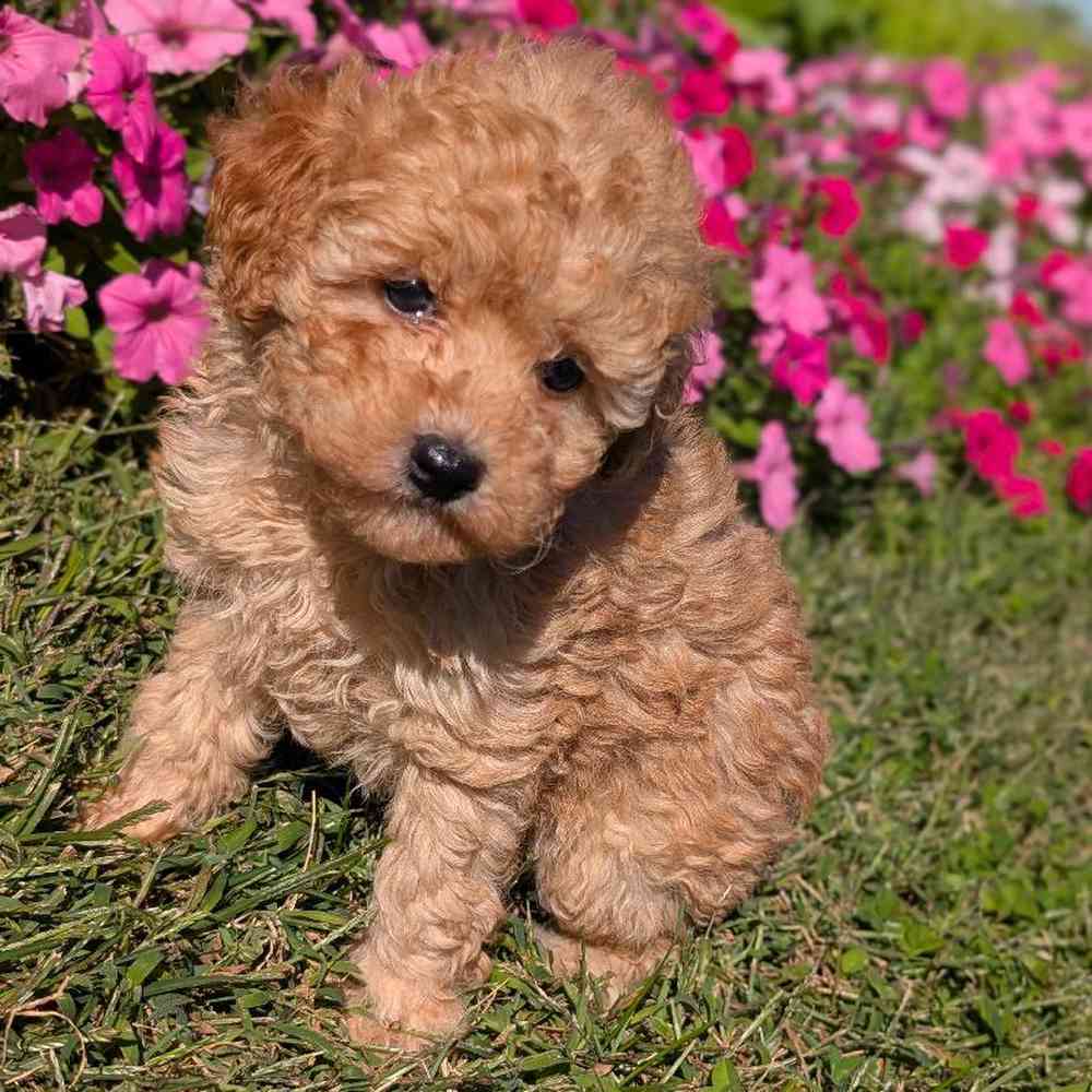 carousel pet images