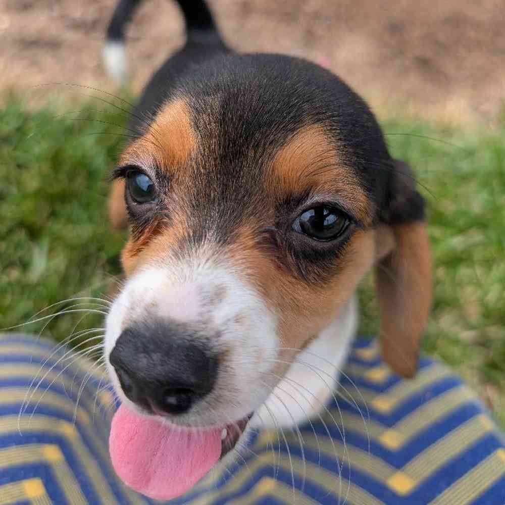 carousel pet images