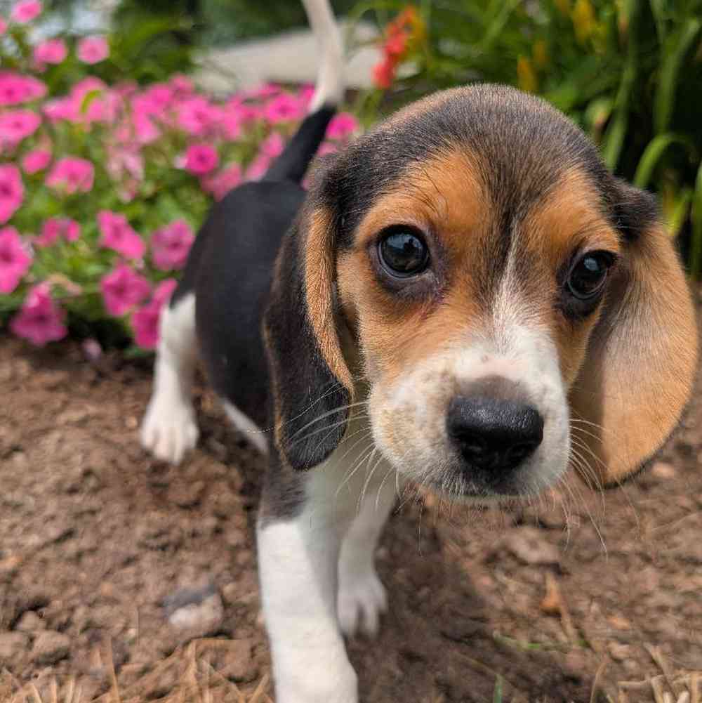 carousel pet images