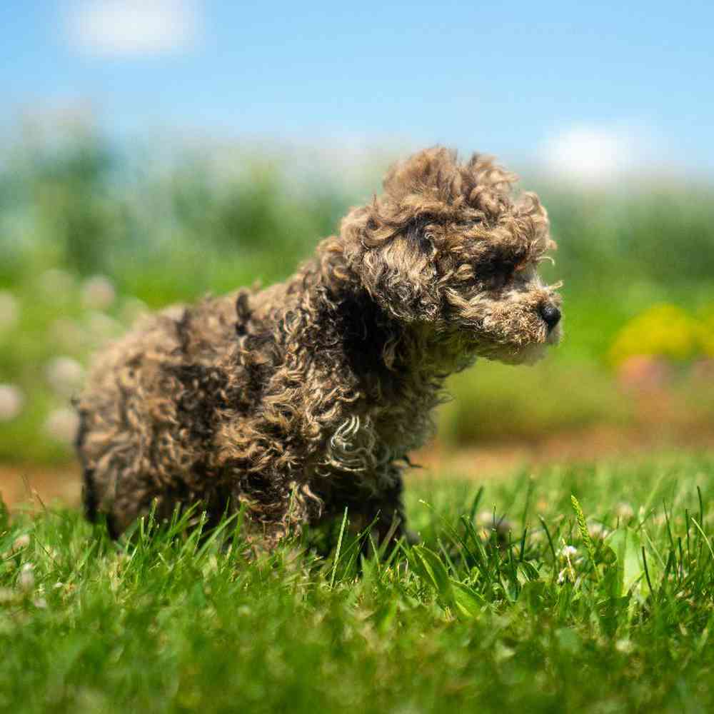 carousel pet images
