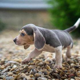 Beagle