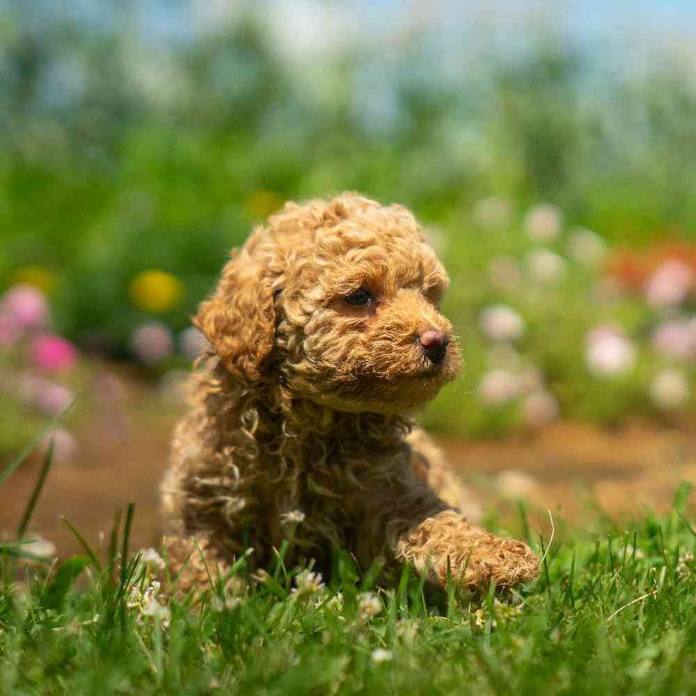 carousel pet images