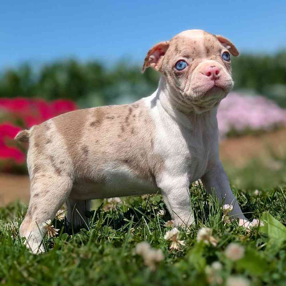 Female Boston Terrier Puppy for Sale in Bloomington, IN