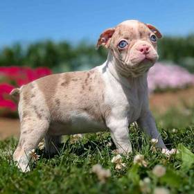 Boston Terrier