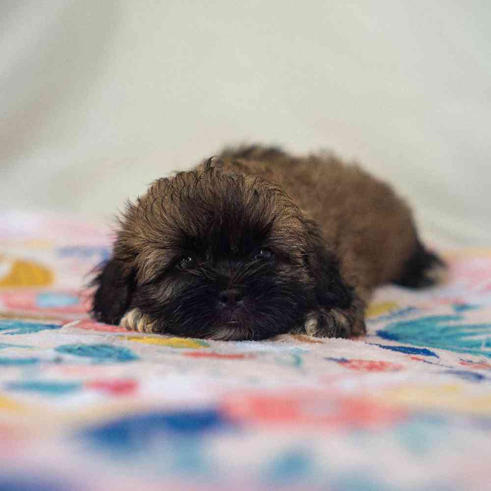 carousel pet images