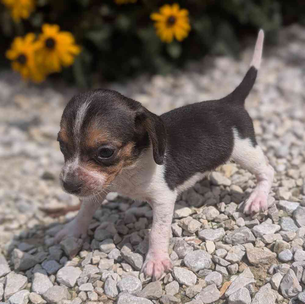carousel pet images