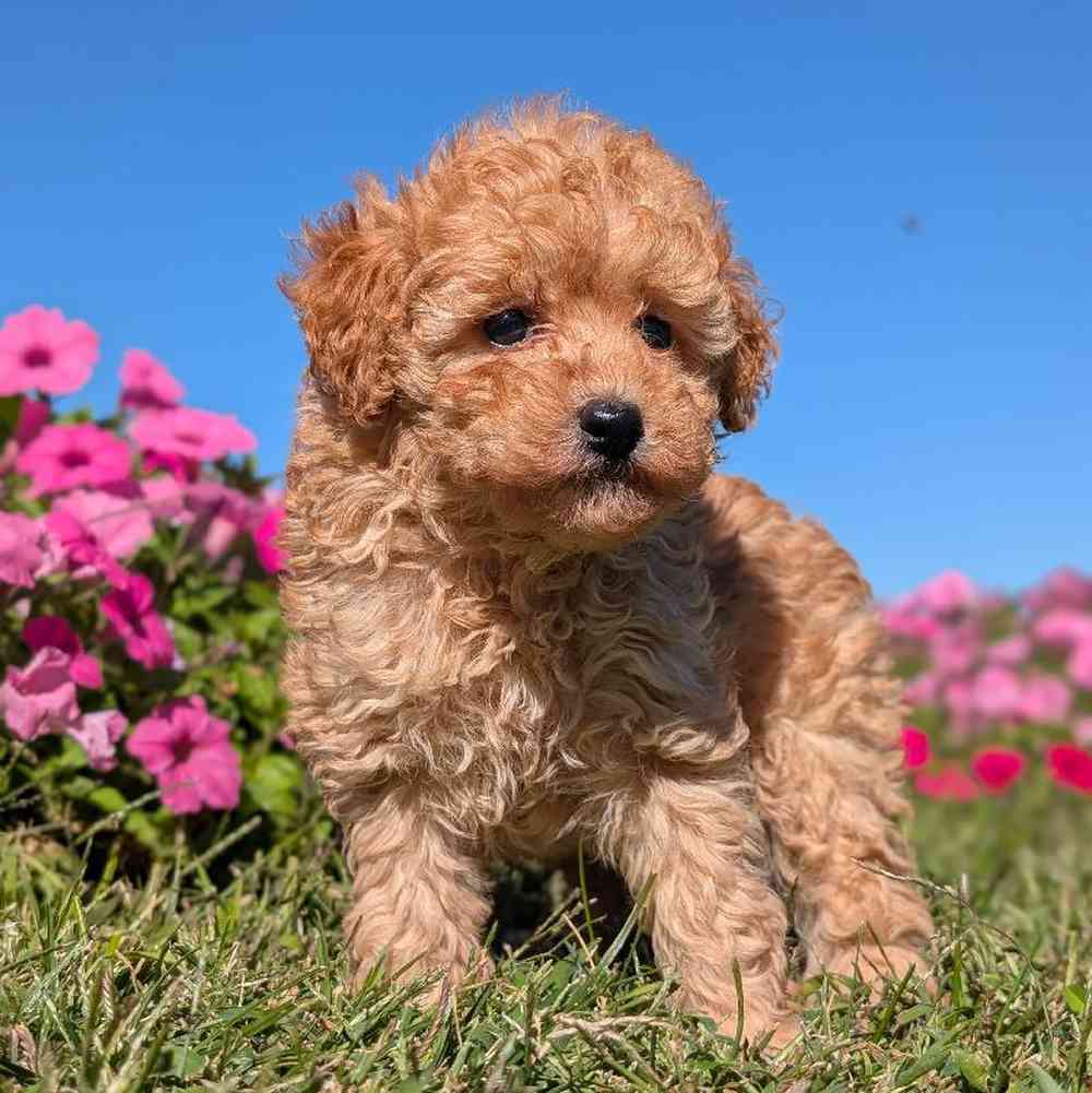 carousel pet images