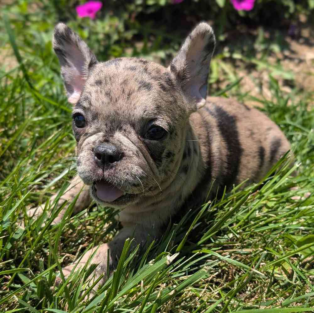 carousel pet images