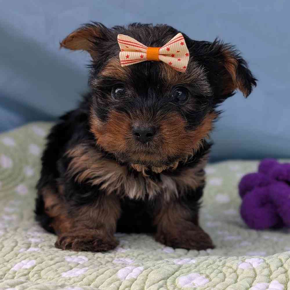 Male Yorkie Puppy for Sale in Bloomington, IN