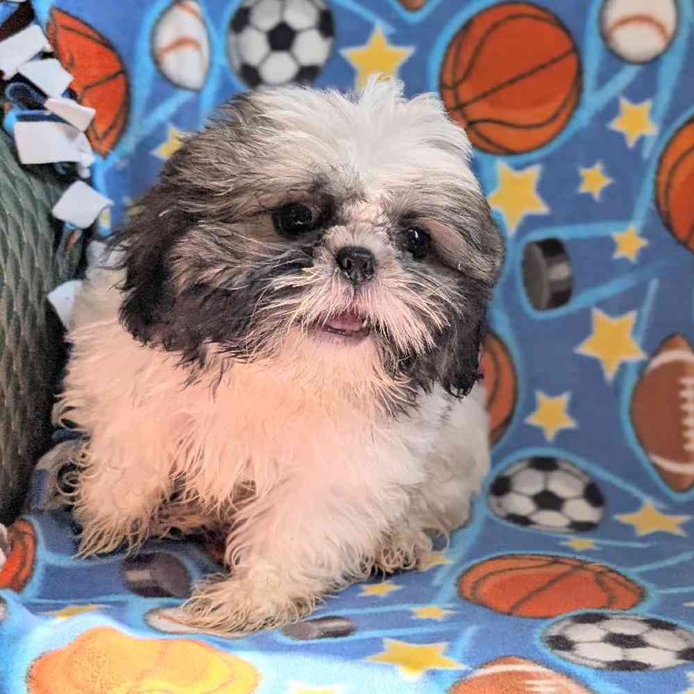 carousel pet images