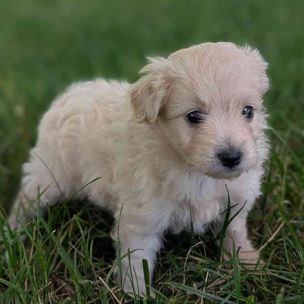 Female Pom-A-Poo Puppy for Sale in Bloomington, IN