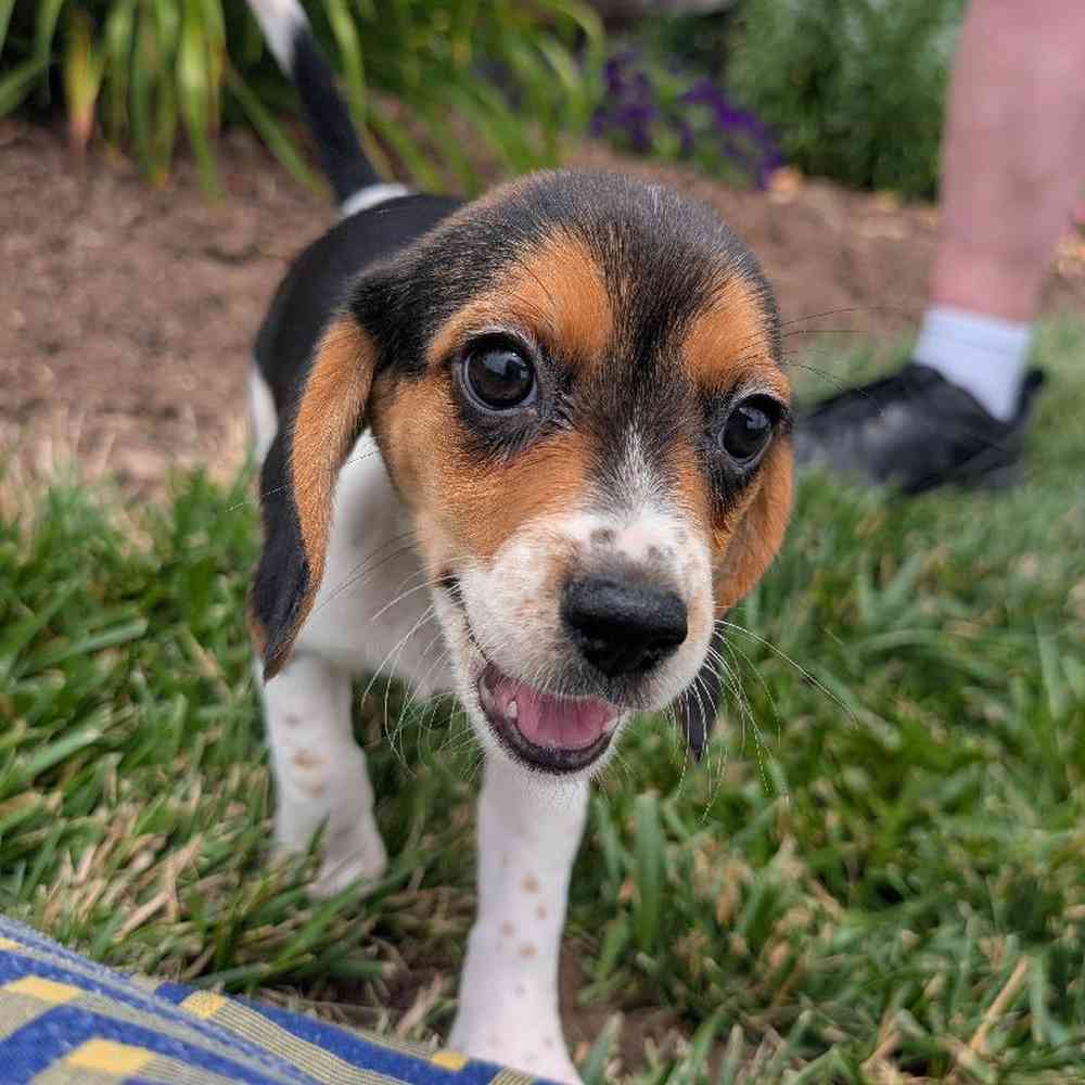 carousel pet images