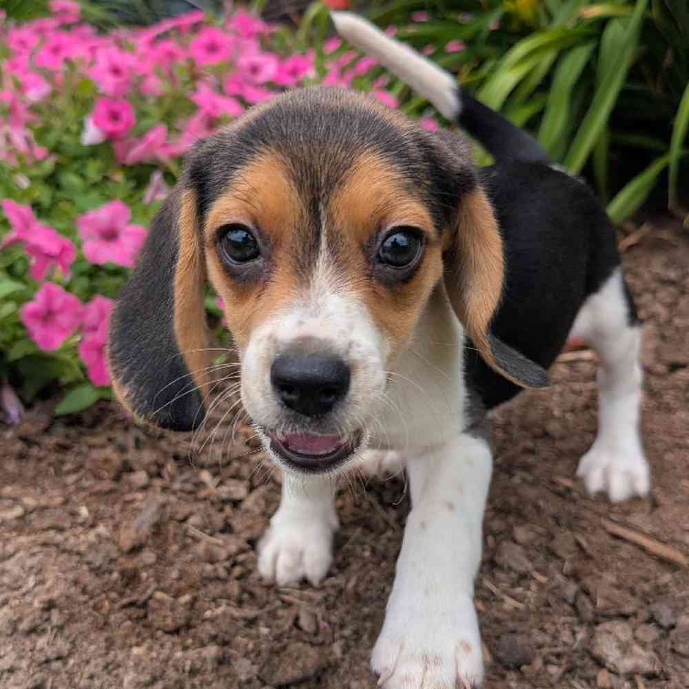 carousel pet images