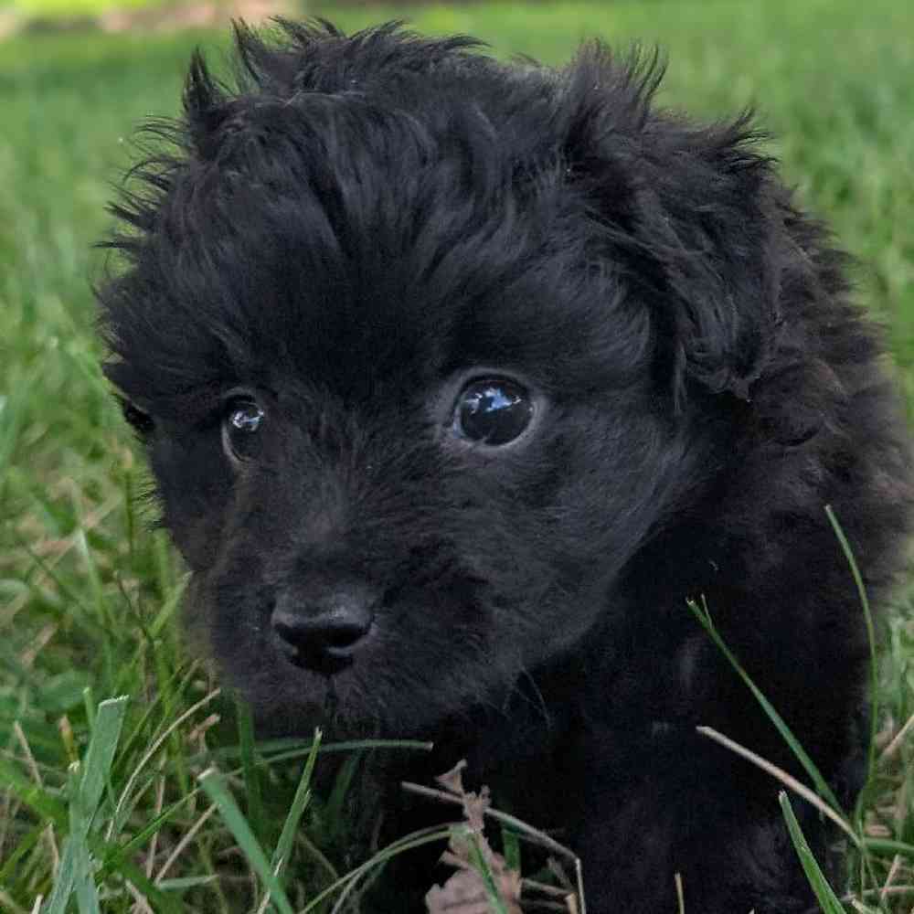 carousel pet images