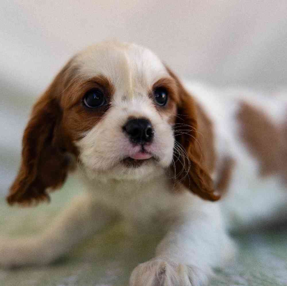 carousel pet images