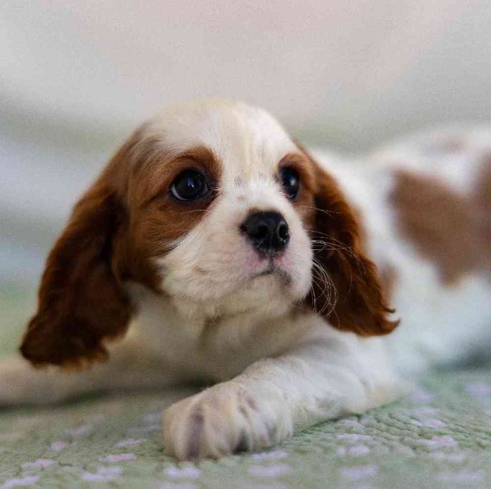 carousel pet images