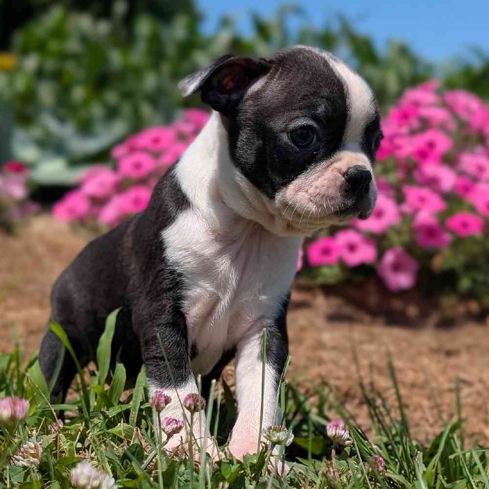 Female Boston Terrier Puppy for Sale in Bloomington, IN