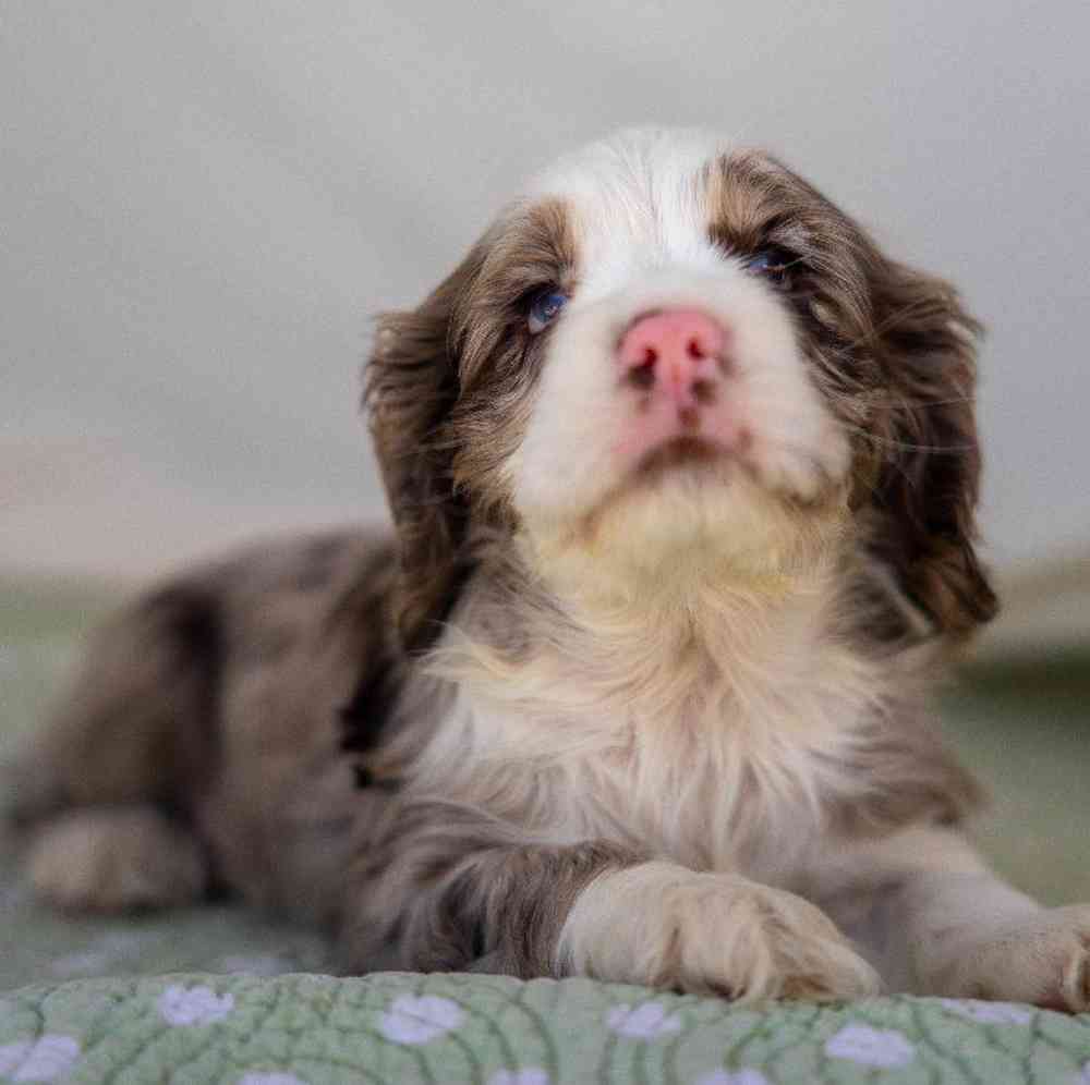 carousel pet images