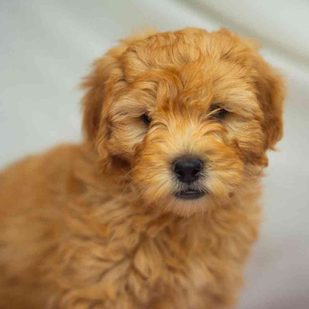 Male Mini Goldendoodle Puppy for Sale in Bloomington, IN
