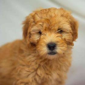 Mini Goldendoodle