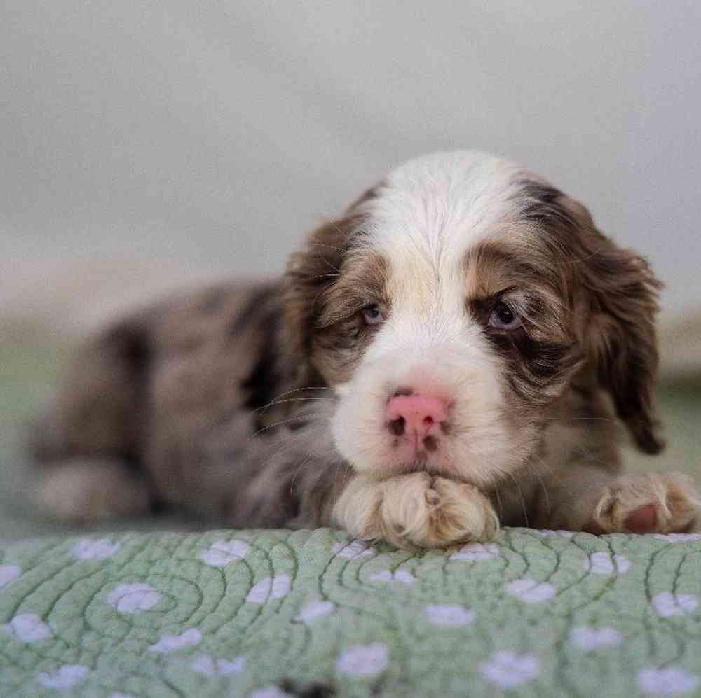 carousel pet images