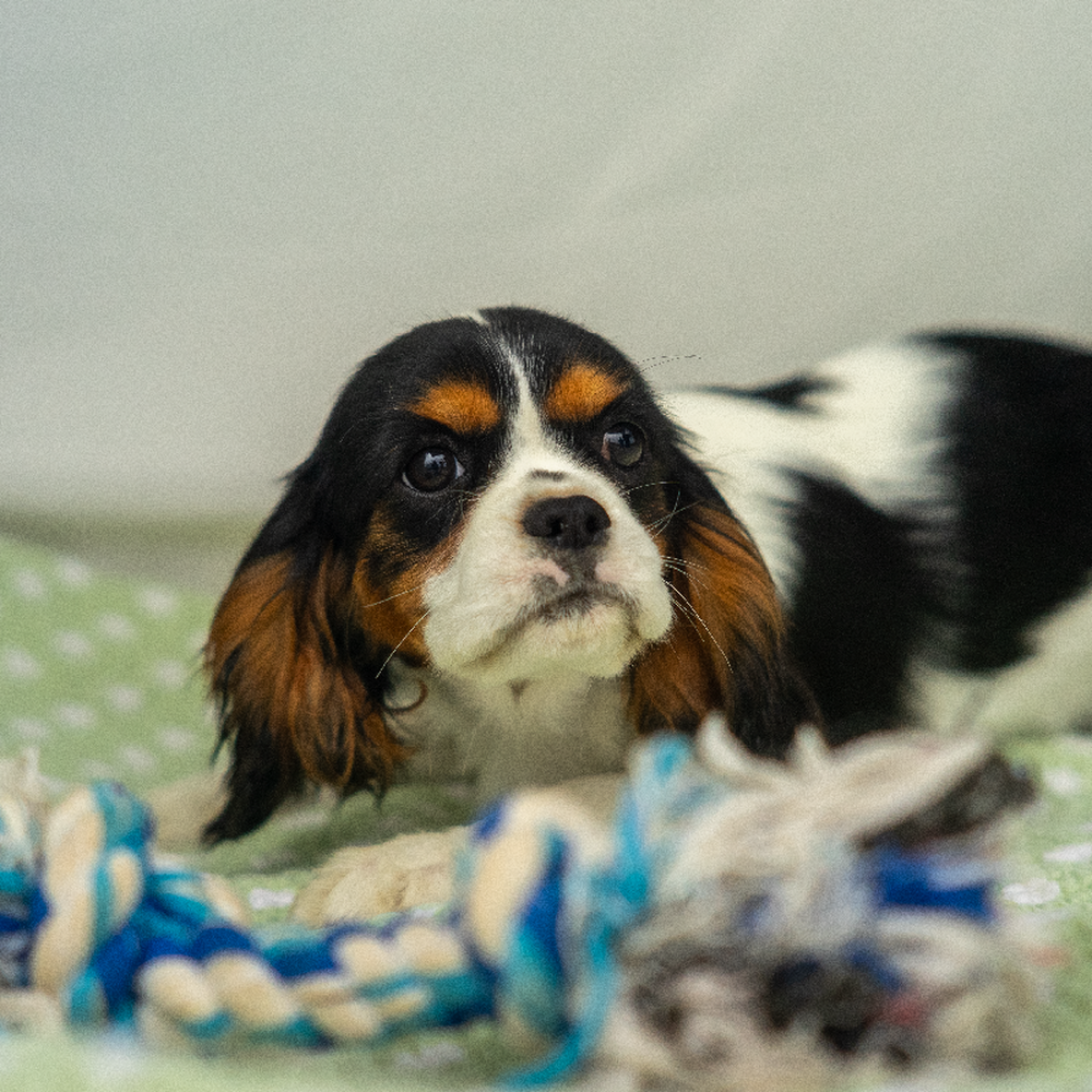 carousel pet images