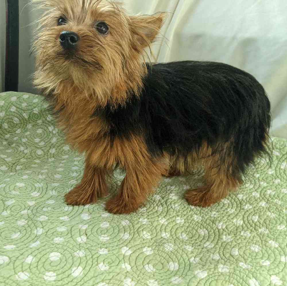 carousel pet images