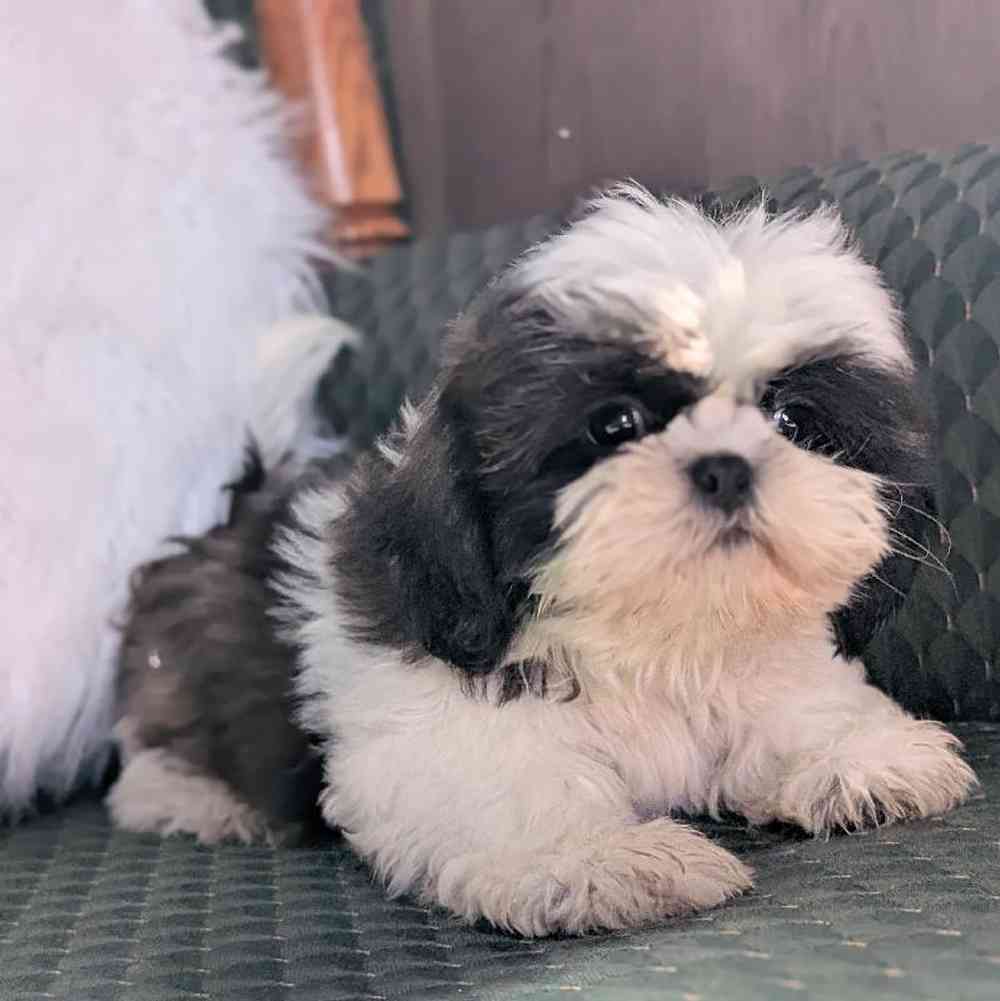 carousel pet images