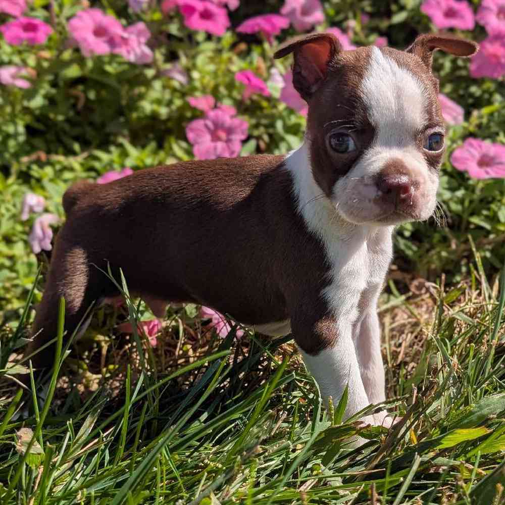 Male Boston Terrier Puppy for Sale in Bloomington, IN