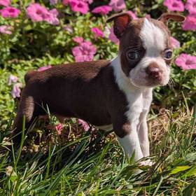 Boston Terrier