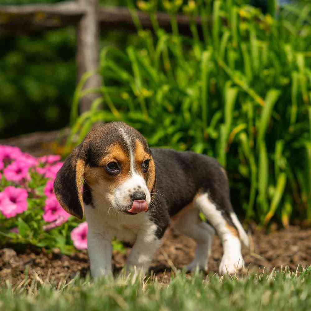 carousel pet images