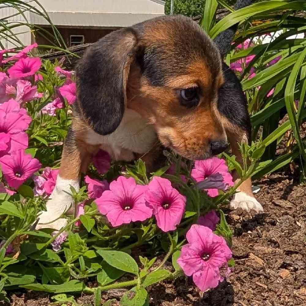 carousel pet images